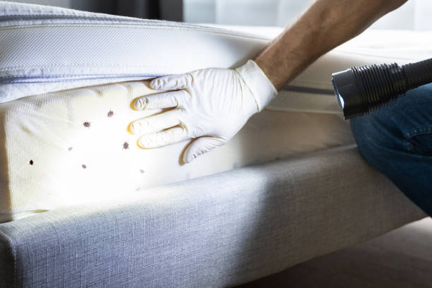 Best Affordable Pest Control Services  in Desloge, MO