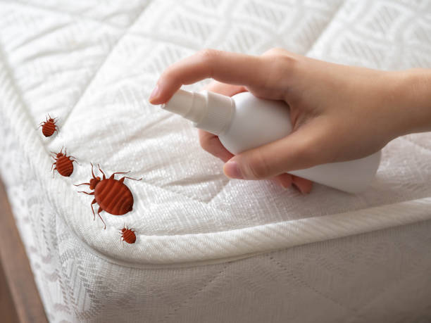 Best Pest Inspection Near Me  in Desloge, MO